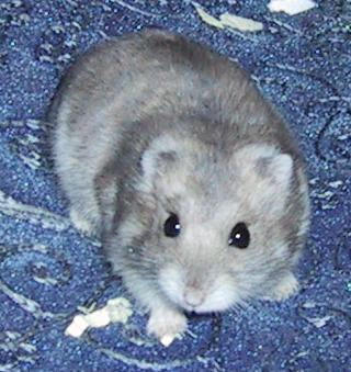 Peanut