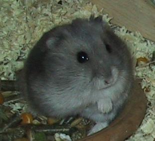 Walter